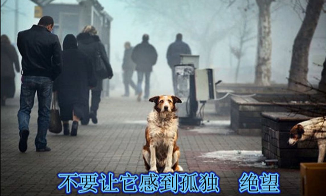 泸州泸州爱影圈微博微信转发案例
